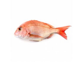 Wild Red Snapper